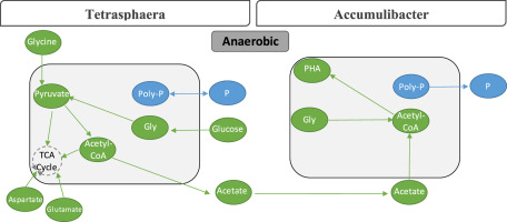 Cover - Metabolism and ecological niche of Tetrasphaera and Ca. Accumulibacter in enhanced biological phosphorus removal