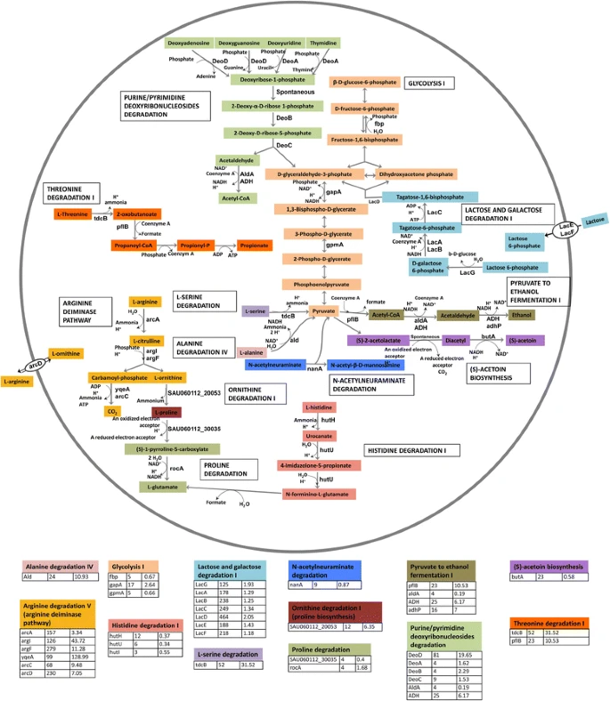 Cover - In vivo gene expression in a Staphylococcus aureus prosthetic joint infection characterized by RNA sequencing and metabolomics: a pilot study