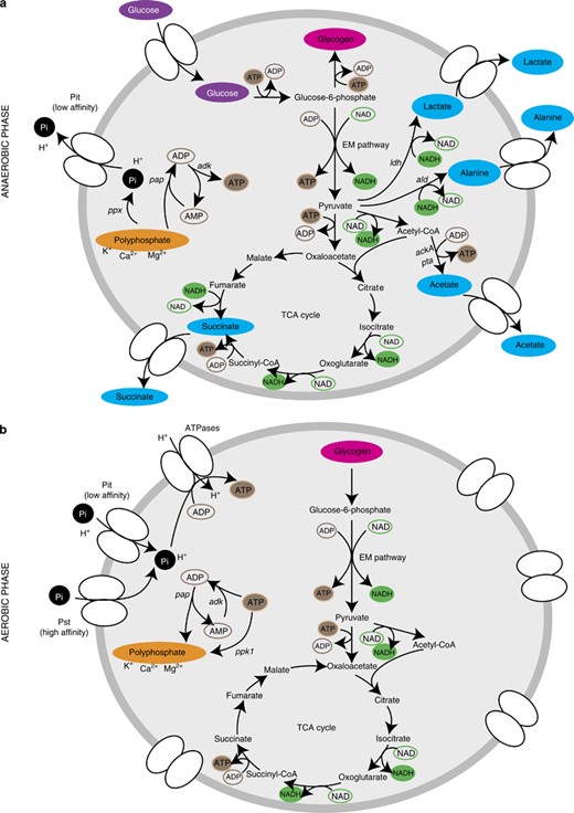 Cover - A metabolic model for members of the genus Tetrasphaera involved in enhanced biological phosphorus removal