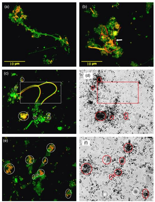 Cover - High diversity and abundance of putative polyphosphate-accumulating Tetrasphaera-related bacteria in activated sludge systems