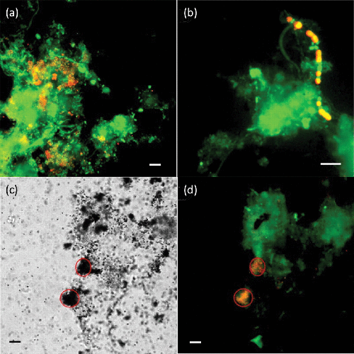 Cover - Identification of glucose-fermenting bacteria in a full-scale enhanced biological phosphorus removal plant by stable isotope probing
